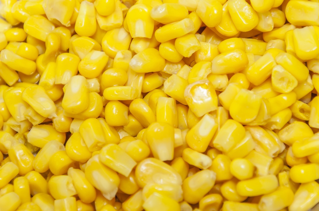 ELOTE AMARILLO DESGRANADO DEL MONTE GALON (1071)